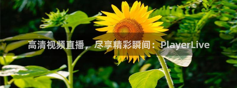 劲爆体育nba直播在线观看：高清视频直播，尽享精彩瞬间：PlayerLive